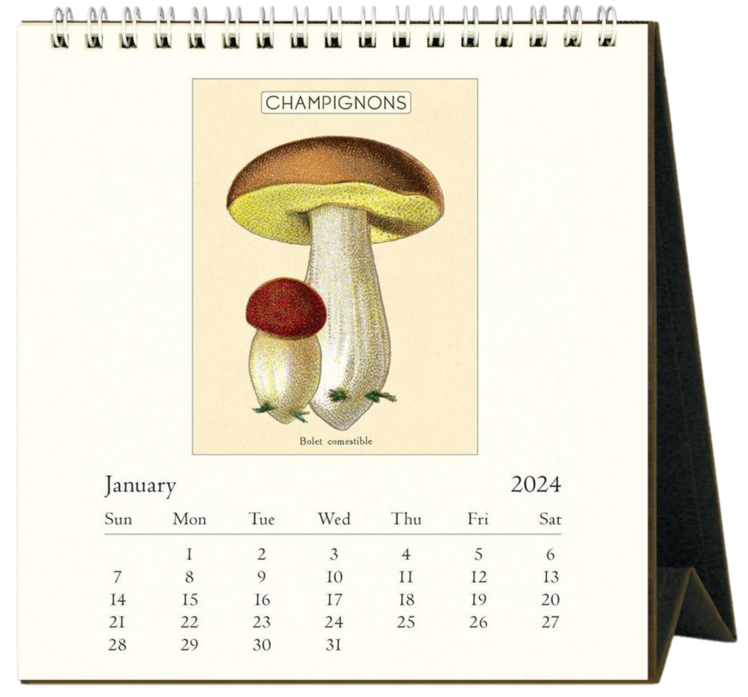 2024 CALENDAR CAVALLINI MUSHROOMS DESK CALENDAR Athena Books NZ