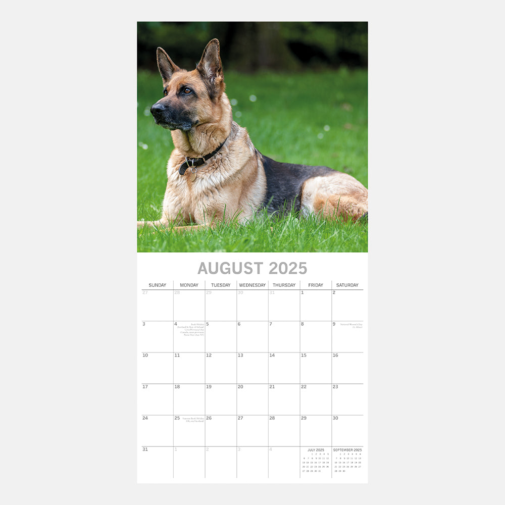 2025 CALENDAR GERMAN SHEPHERDS SQUARE Athena Books NZ