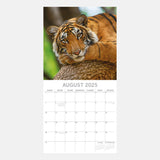 2025 CALENDAR TIGERS SQUARE