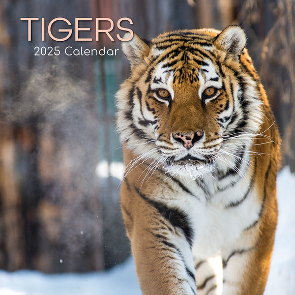 2025 CALENDAR TIGERS SQUARE