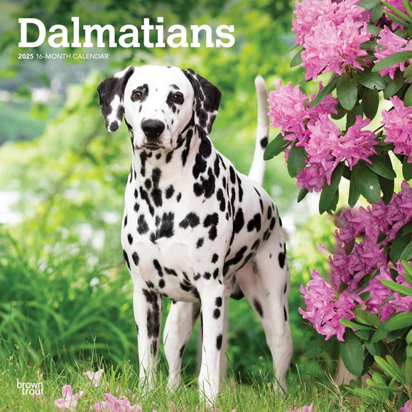 2025 CALENDAR DALMATIANS