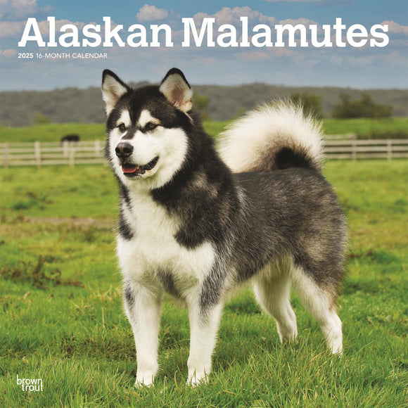 2025 CALENDAR ALASKAN MALAMUTES