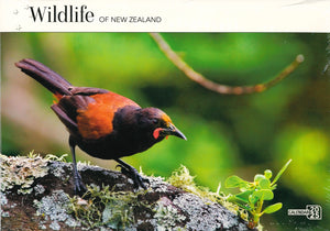 2025 CALENDAR WILDLIFE OF AOTEAROA