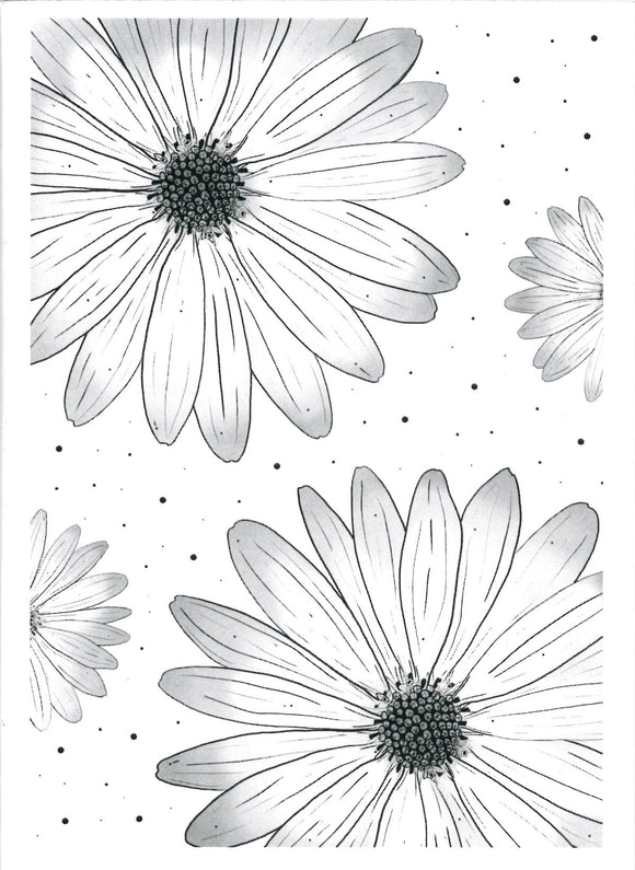 BLANK CARD AFRICAN DAISY